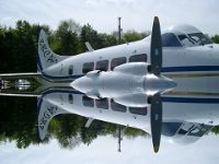 Reflective Dove