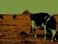 St Michel Milk : Creative, Mont St Michel, cow
