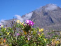La Reunion : Reunion