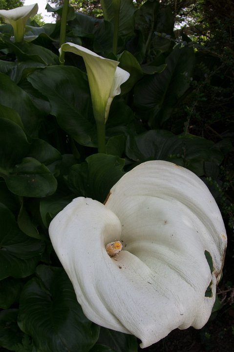 20200417-IMGP7822