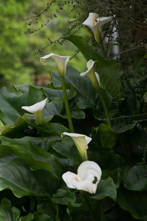 20200417-IMGP7848