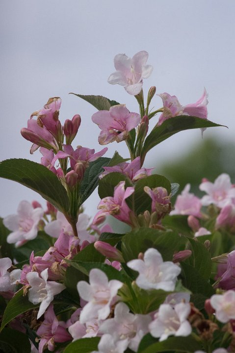20200418-IMGP8098