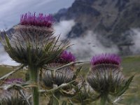 IMGP9492 : Cycling, France, JohnChristine, La Mongie, Nature, Tourmalet
