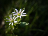 Flower : Nature, Versailles