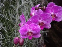 Jalbum-9437 : Nature, Reunion