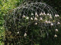 Jalbum-9566 : Bird, Nature, Reunion