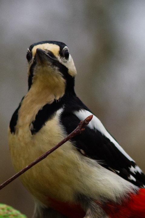 Rather handsome Great Spotted Nutstealer
