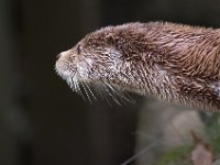IMGP0491 : ArgelestGazost, Cycling, France, Nature, SIGMA 70-300 Macro, Tour de Sud, animals, otter, parc