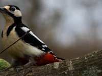 Rather handsome Great Spotted Nutstealer  Taken remotely with gizmo : Bird, Jalbum, Nature, woodpecker