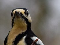 Rather handsome Great Spotted Nutstealer  Taken remotely with gizmo : Bird, Jalbum, Nature, woodpecker