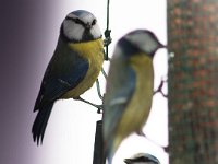 IMGP3288 : Bird, bluetit