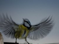 IMGP3308 : Bluetit, Nature, Quellevue