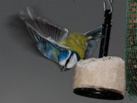 IMGP3326 : Nature, bluetit, quellevue