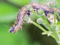 Wicked Beast : Nature, caterpillar, macro