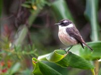 Jalbum--7 - Copy : Bird, la reunion