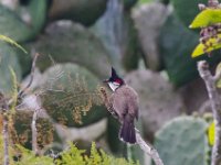 Jalbum-9479 : Bird, Nature, Reunion