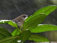 Jalbum-9513 : Bird, Nature, Reunion