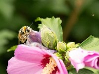 Jalbum-NewLens-2 : Nature, Pollen, bee, flowers